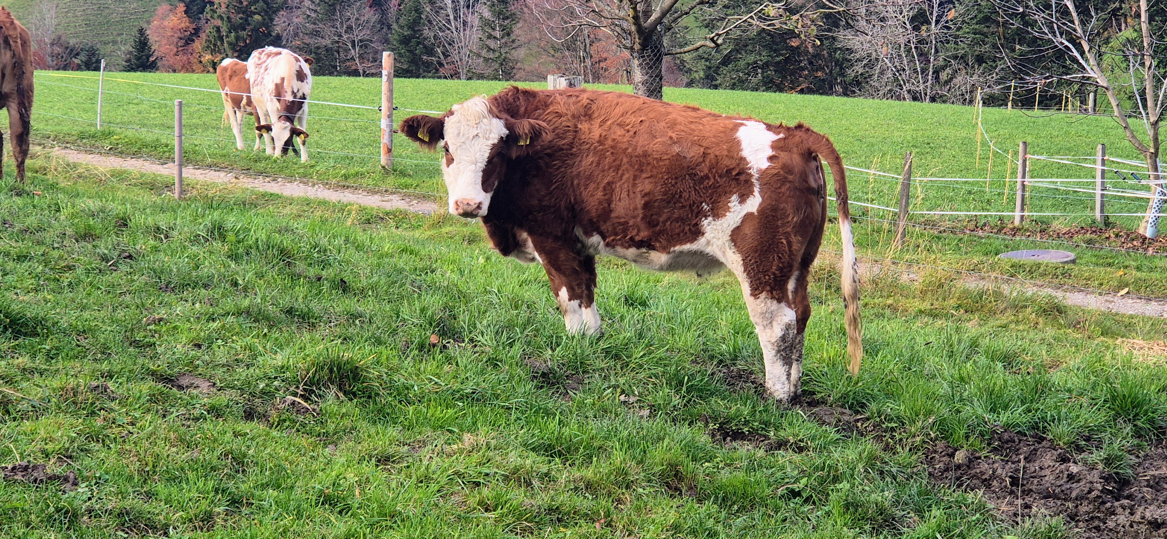 Mitarbeiter/in Landwirtschaft, Technischer Dienst & Kinderbetreuung